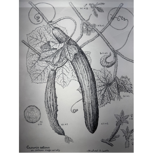 204 - Michael E. Castle - 'Ridge Cucumber', pen and ink, signed, with label and attached information verso... 