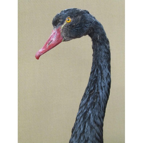 1444 - Taxidermy Interest - A black swan in walking pose, 75cm high x 80cm long