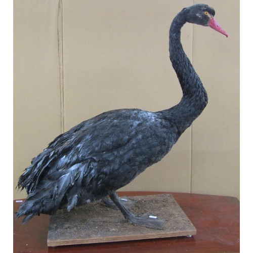 1444 - Taxidermy Interest - A black swan in walking pose, 75cm high x 80cm long