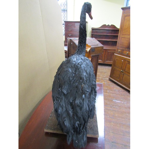 1444 - Taxidermy Interest - A black swan in walking pose, 75cm high x 80cm long