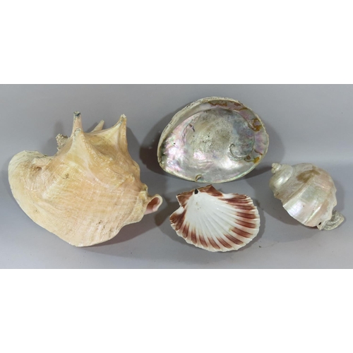 461 - Small collection of exotic tropical seashells