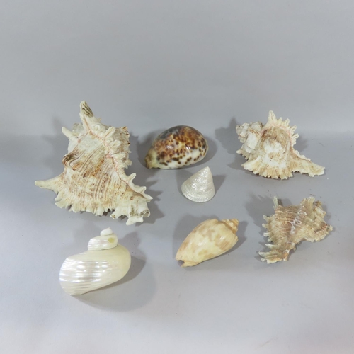 461 - Small collection of exotic tropical seashells