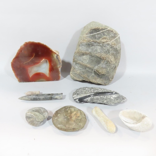 487 - A mixed selection of fossils including ammonites, belemnites, a cross section of rock crystal, and a... 