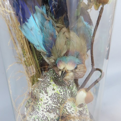 562 - A Victorian domed display case with an Indian Roller Bird amongst an artificial flower arrangement .