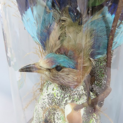 562 - A Victorian domed display case with an Indian Roller Bird amongst an artificial flower arrangement .