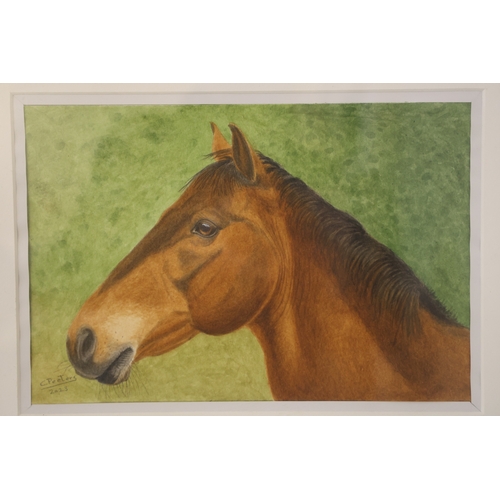 1858 - C. Peeters (Contemporary) - Three watercolour portraits of horses, all signed and dated 2023 below, ... 