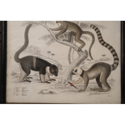 1859 - Two 19th century hand-coloured engravings of Orangutangs, Gibbons and Lemurs by Milne, 35 x 22 cm ea... 