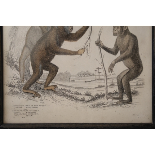 1859 - Two 19th century hand-coloured engravings of Orangutangs, Gibbons and Lemurs by Milne, 35 x 22 cm ea... 