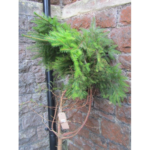 1026 - A pair of weathered squat terracotta planters in the form of lattice baskets (planted), 23 cm high x... 