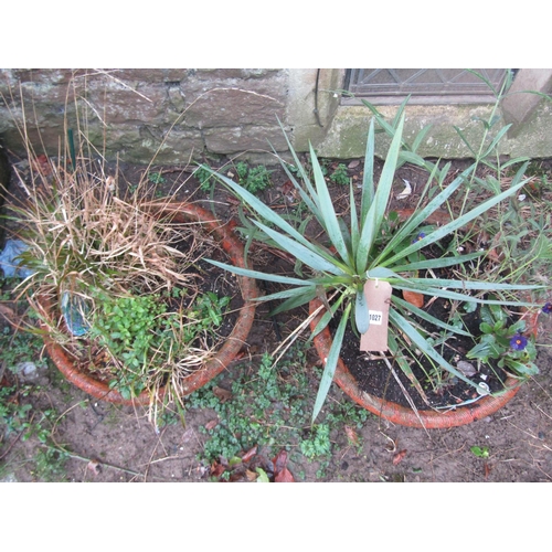 1027 - A pair of weathered terracotta planters in the form of lattice baskets (planted), 34 cm high x 48 cm... 