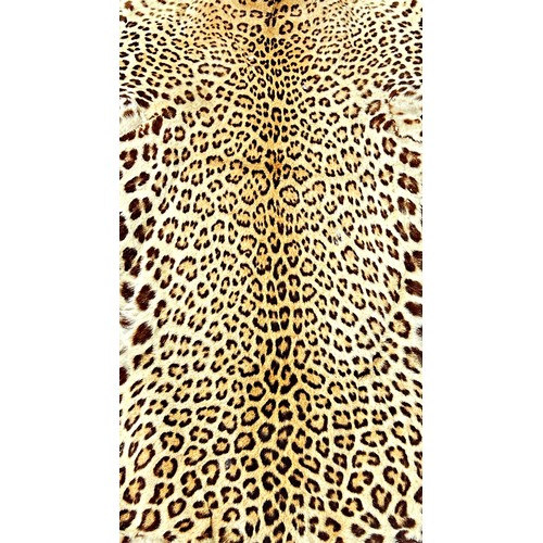 1620 - Taxidermy interest: An antique leopard skin rug, with mounted and worked head with inset glass eyes,... 