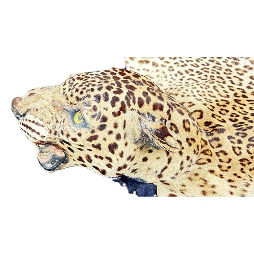 1620 - Taxidermy interest: An antique leopard skin rug, with mounted and worked head with inset glass eyes,... 