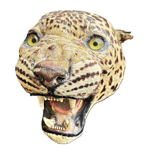 1620 - Taxidermy interest: An antique leopard skin rug, with mounted and worked head with inset glass eyes,... 