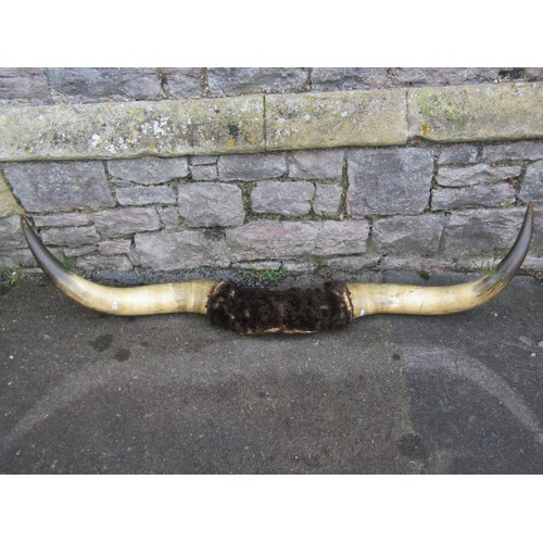 1019 - Taxidermy Interest -  A pair of mounted cow horns, 150 cm  tip to tip