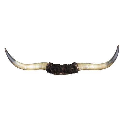 1019 - Taxidermy Interest -  A pair of mounted cow horns, 150 cm  tip to tip