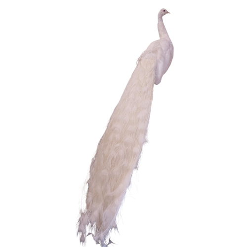 A taxidermy white peacock (pavo cristatus) standing on simple stepped plinth base, 190cm high (from head to tip of tale feathers), 20th century