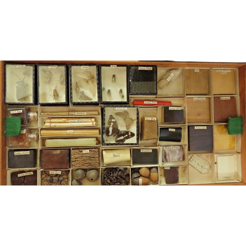 27 - An unusual Victorian pine ‘educational box’ or Wunderkammer collection case, the hinged cover openin... 