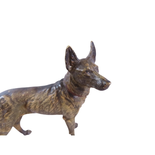 7 - A large late 19th century Austrian cold painted cast bronze model of a standing Alsatian dog, in the... 