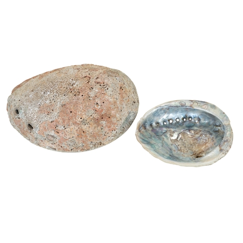 A collection of various seashells to include conch, flag cones, tiger ...