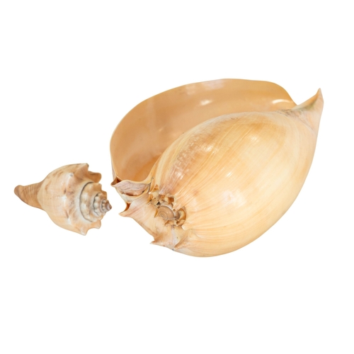 A collection of various seashells to include conch, flag cones, tiger ...