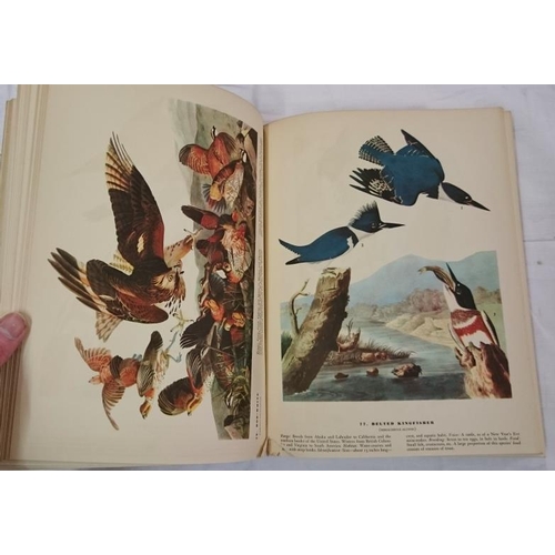 30 - Audoban- Birds of America (1941) - Folio with Coloured Plates