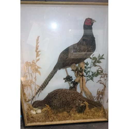 535 - Taxidermy Pheasants in a glass cabinet