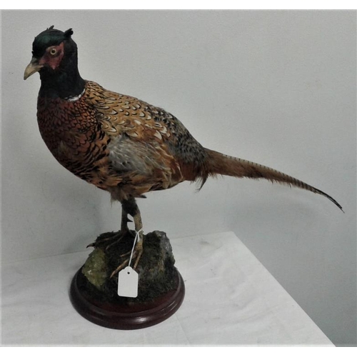 461 - Stuffed and Mounted Pheasant (shot in Offaly in 1934)