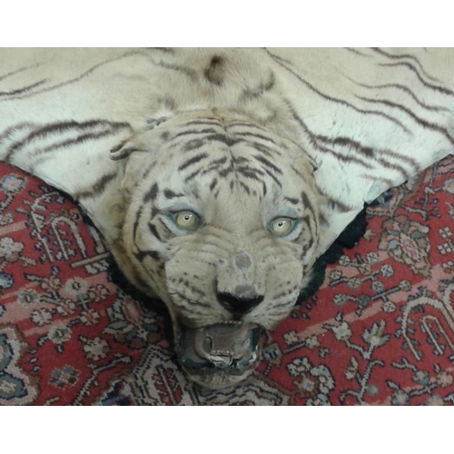 628 - Bengal Tiger Floor Rug (1870) complete with Head