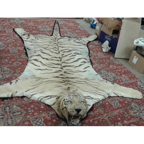 628 - Bengal Tiger Floor Rug (1870) complete with Head