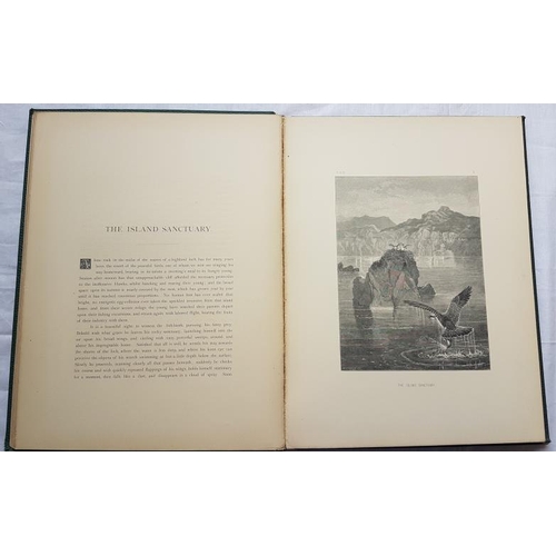 387 - Joseph Wolf 'Wild Animals' (1874) 1st Edition.  Folio.  Illustrated. Gilt Cloth.