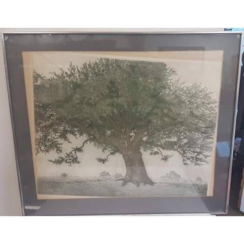 277 - Large Engraving of an Oak Tree, c.34 x 29in