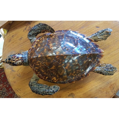 646 - Taxidermy Study of a Turtle, c.19.5in long