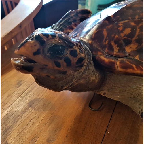 646 - Taxidermy Study of a Turtle, c.19.5in long