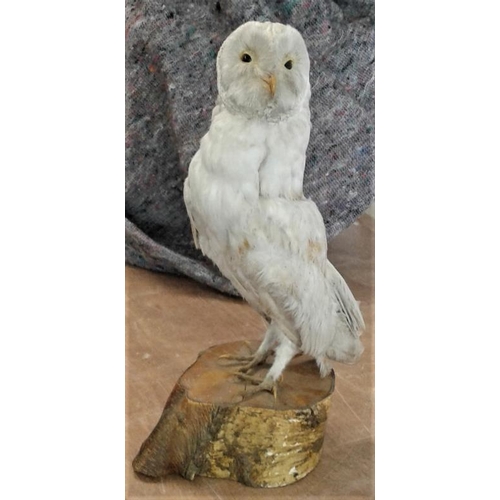 532 - Taxidermy Study of a Barn Owl