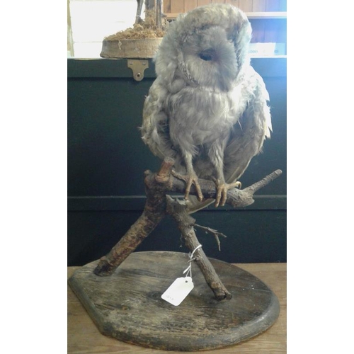 533 - Taxidermy Study of an Owl