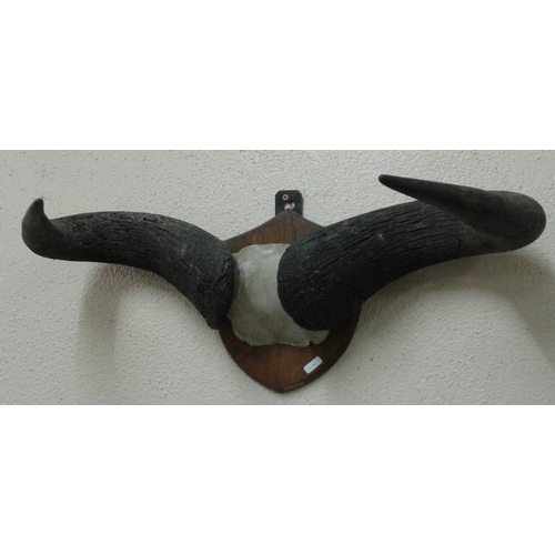 376 - Pair of Mounted Buffalo Horns, c.25in wide