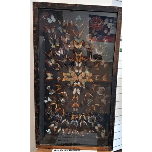 521 - Framed and Mounted Display of Butterflies, c.21 x 36.5in