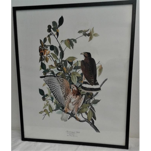 778 - Three Framed Prints of Various Birds from Paintings by John James Audubon from 'Birds of America'