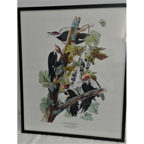 92 - Three Framed Prints of Various Birds from Paintings by John James Audubon from 'Birds of America', c... 
