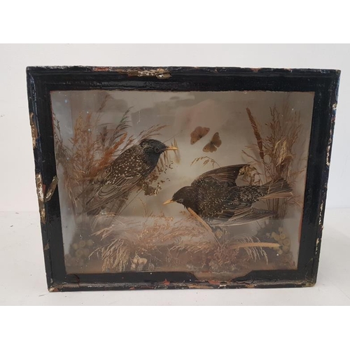 30 - Taxidermy Study of a Pair of Starlings, case c.16 x 12.5in