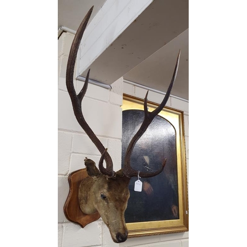 396 - Taxidermy Study of a Deer's Head with six point antlers