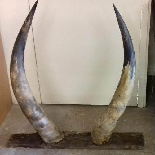 137 - Pair of Mounted Buffalo Horns