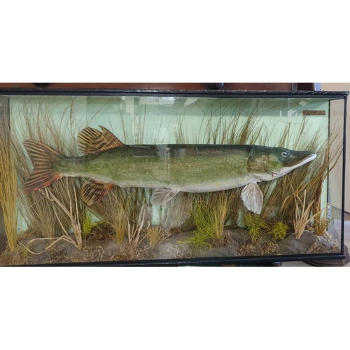 319 - Taxidermy Pike in Glass Display Case - c. 41.5 x 20.5ins