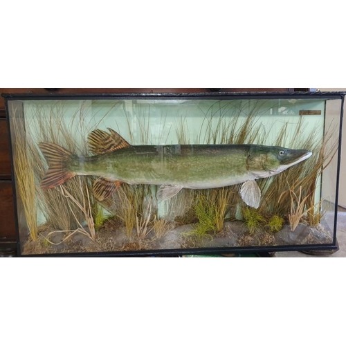 319 - Taxidermy Pike in Glass Display Case - c. 41.5 x 20.5ins