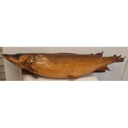280 - Taxidermy Study of a Pike - 1.4m long