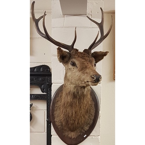 438 - Victorian Taxidermy Study of a Deer Head with 4 Point Antlers