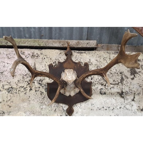 39 - Mounted Deer Skull and Antlers
