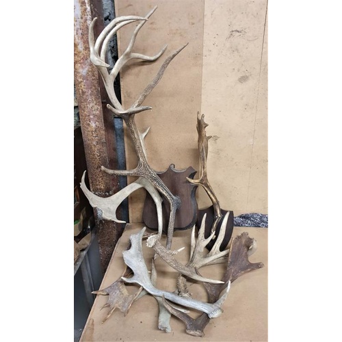 156 - Collection of Various Deer Antlers