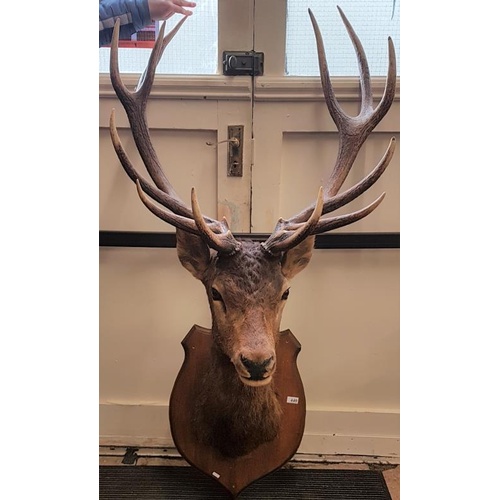 440 - Exceptional Taxidermy Study of a Mature Stag with a pair of 6-point antlers - 63ins tall