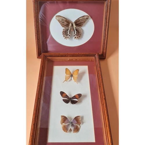 352 - Two Framed Sets of Mounted Butterflies